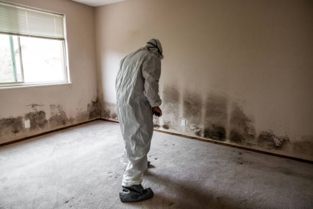 Attic Mold Removal in Boardman, OR