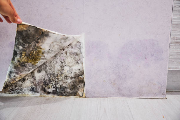 Best Professional Mold Removal  in Boardman, OR